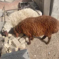 ۲ راس بره ماده درجه ۱