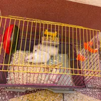 همستر|موش و خرگوش|بهبهان, |دیوار