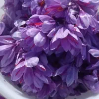 گل زعفران یک کیلو