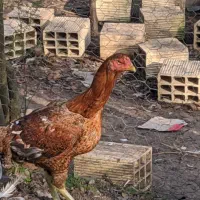 مرغ لاری افغان اصیل|حیوانات مزرعه|رشت, فرزانه|دیوار