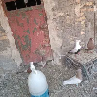 کبوتر دوری سفت|پرنده|اهواز, زیتون کارگری|دیوار