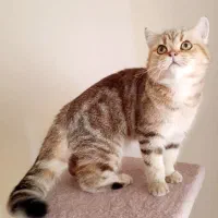 گربه نر بریتیش گلد