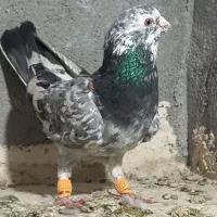 یک عددهفت رنگ سبز قلدر