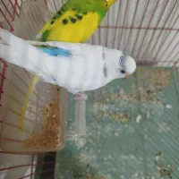 مرغ عشق|پرنده|محمدیه-قزوین, |دیوار