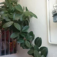 گل فیکوس|گل و گیاه طبیعی|خرمآباد, |دیوار