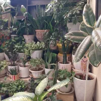 گل های طبیعی