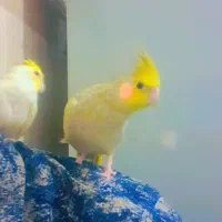 یه جفت  عروس  هلندی  شیک