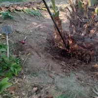 انجام خدمات باغی کندن وکاشتن فسیل