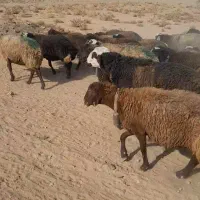 فروش گوسفند|حیوانات مزرعه|داران, |دیوار