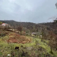 کارگر دامداری