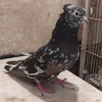 هفت رنگ دم سفید