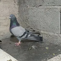 سه جفت کفتر دونسته|پرنده|لاران, |دیوار