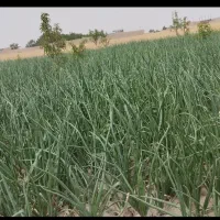 زمین ویلایی