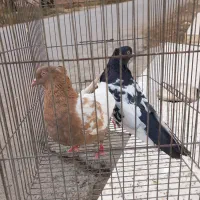 شیبان|پرنده|باوی, |دیوار