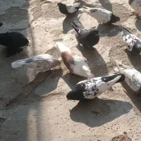 فروشی کبوتر