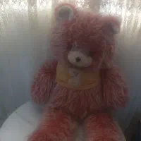 یک عدد شاسخین به فروش میرسد