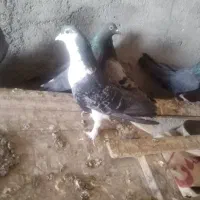 دمگیر دولا و دوبهر غلاق و فیروزه ای|پرنده|اصفهان, بوستان ناژوان|دیوار