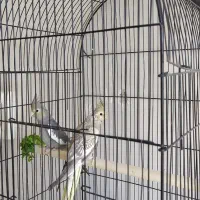 عروس هلندی