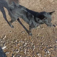 واگذاری 3تا پاکوتاه