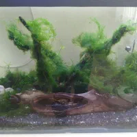 گیاه اکواریوم