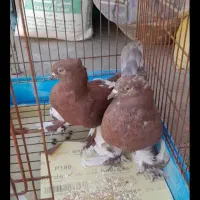 کفتر کبوتر کاکلی پاپر|پرنده|قم, هفت تیر|دیوار