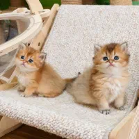 بریتیش لانگهیر|گربه|لاهیجان, شیشه گران|دیوار