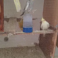 عروس هلندی|پرنده|یزد, |دیوار