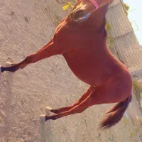 کره مادیان عرب۷ماه