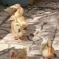 جوجه اردک