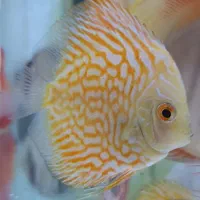 سه عدد دیسکس ساز ۳ و ۳.۵