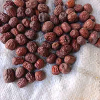 عناب دمنوشی بیرجند بلوار شعبانیه بدون خرابی دارویی|عمدهفروشی|بیرجند, |دیوار