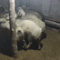 بره پرواری|حیوانات مزرعه|دهدشت, |دیوار