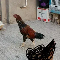 خروس لاری جوانه سرحال|حیوانات مزرعه|بیرجند, |دیوار