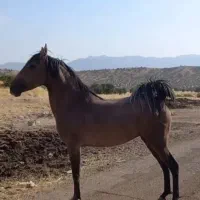 مادیون مادیان کورد اصیل شجره دار، پر خون ،دمگیر|اسب و تجهیزات اسب‌سواری|خرم‌آباد, |دیوار