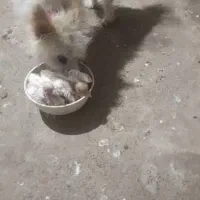 گم شده سگ|حیوانات|جیرفت, |دیوار