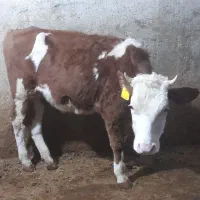 تلیسه سیمینتال