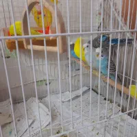 مرغ عشق بالغ|پرنده|مشهد, کشف|دیوار