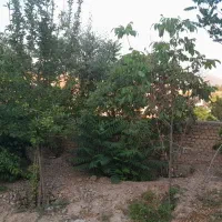 باغچه چهاردیواری ۵۰۰ متری کوشک زر جزو اراضی آردهه|فروش زمین و ملک کلنگی|هشتگرد, کوشک زر|دیوار
