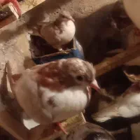 کبو تتر|پرنده|سبزوار, امیر کبیر|دیوار