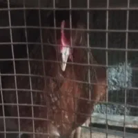 چغادک استان بوشهر