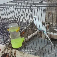 یک عددمرغ عشق ۲ماهه اسپانگل