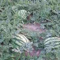 هندوانه گرد خطی