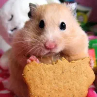 همستر همستر