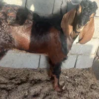 بزچاق وچله نر هردوتاباهم ۳۰میلیون|حیوانات مزرعه|هیرمند, |دیوار