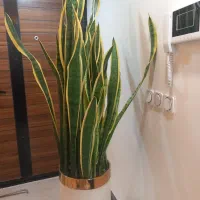 گل سانسوریاابلق|گل و گیاه طبیعی|تهران, خاوران|دیوار