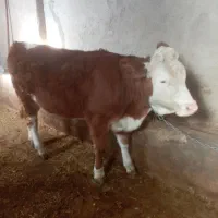 یک عدد گوساله سیمینتال ماده