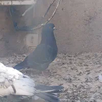 کفتر|پرنده|زید آباد, |دیوار