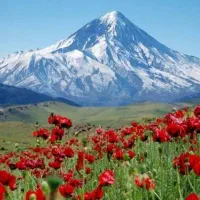 نمایندگی فروش کود های ارگانیک