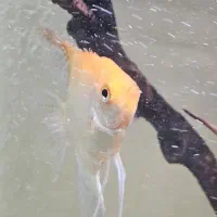 ماهی|ماهی|گلبهار, شهر جدید گلبهار|دیوار