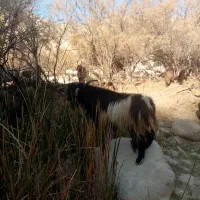 پازن ترکی|حیوانات مزرعه|دشمن زیاری, |دیوار